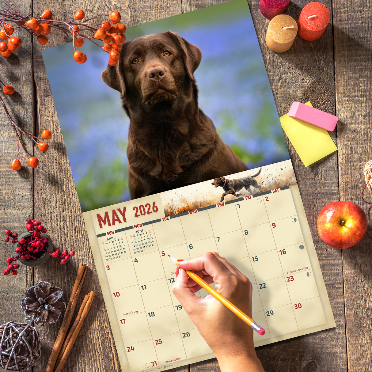 2026 Chocolate Labradors Wall Calendar