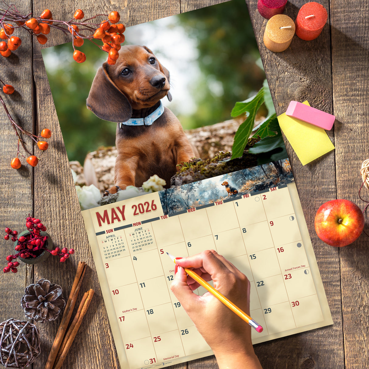 2026 Dachshund Dog Wall Calendar