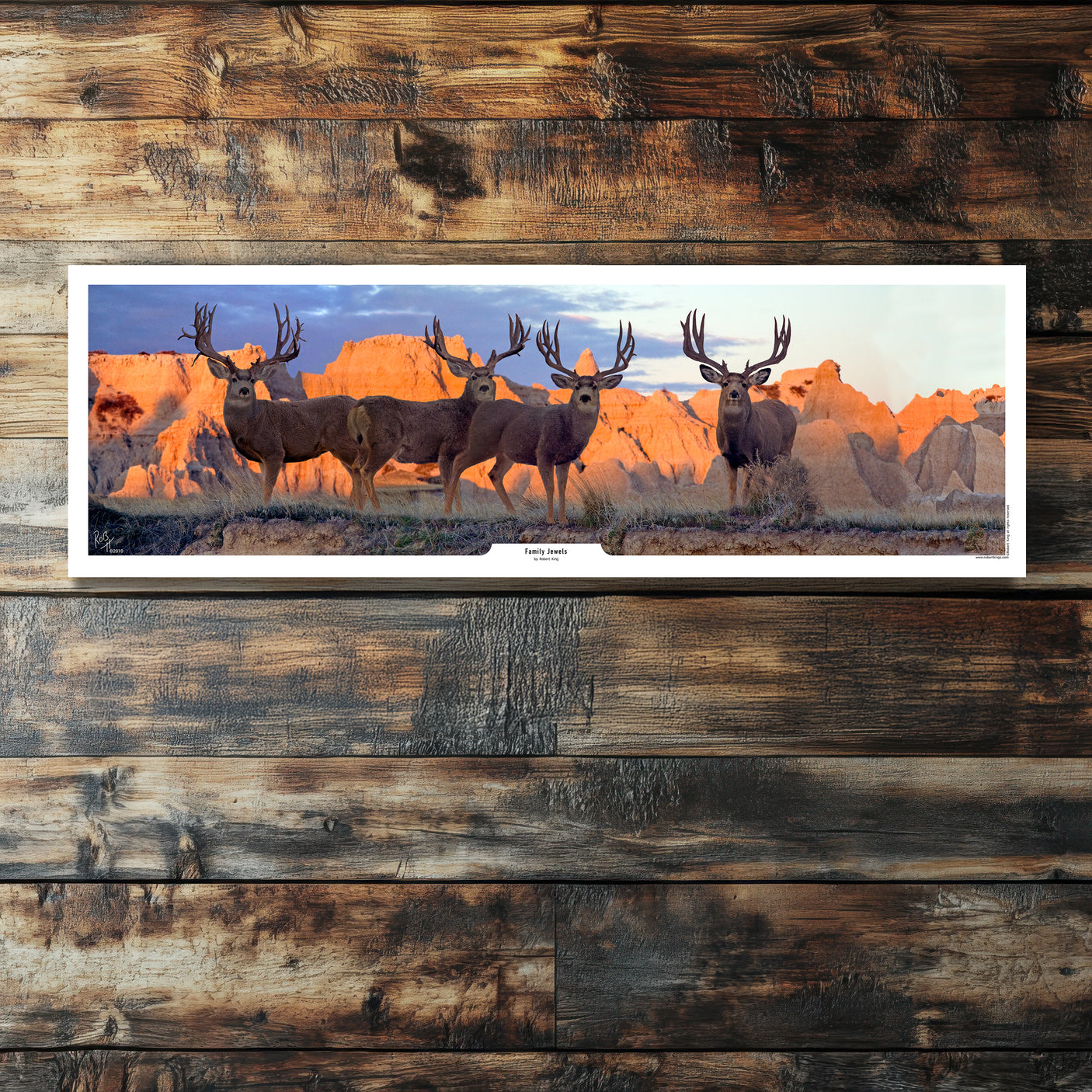 Family Jewels Mule Deer Print