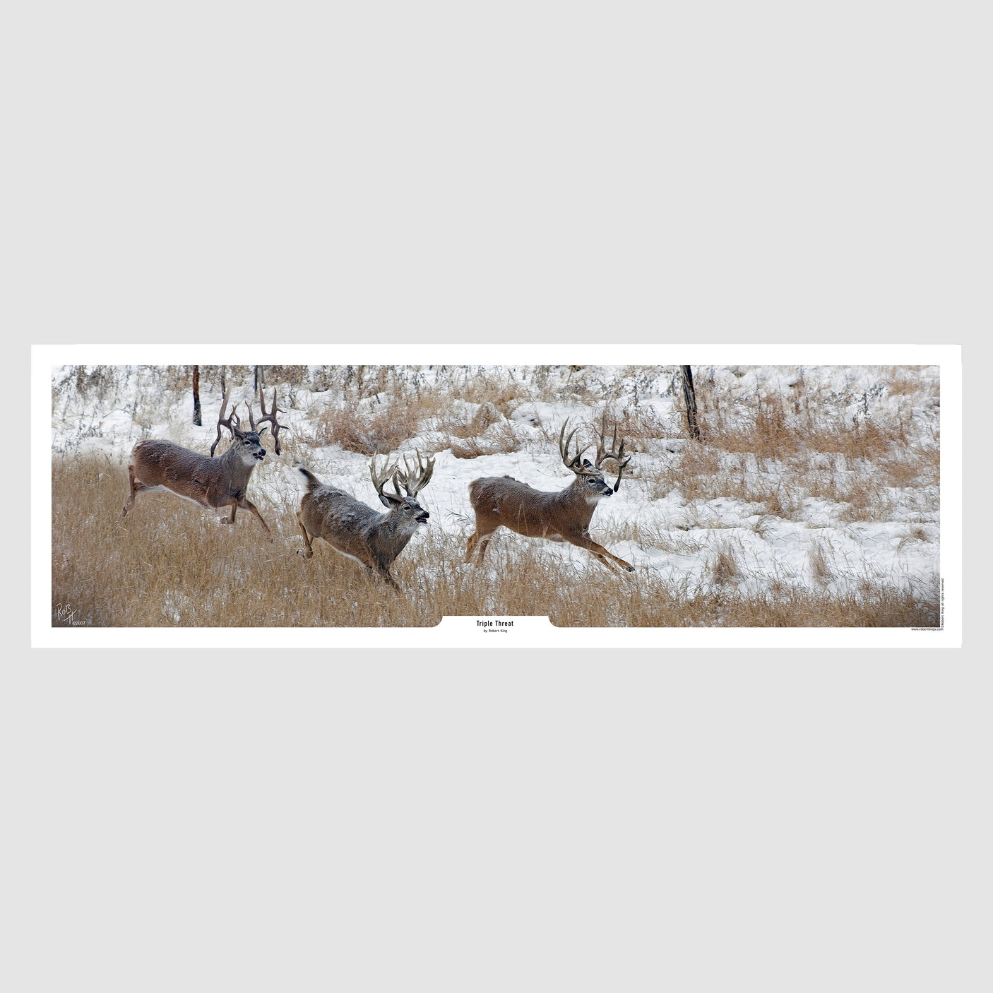 Triple Threat Whitetail Deer Print