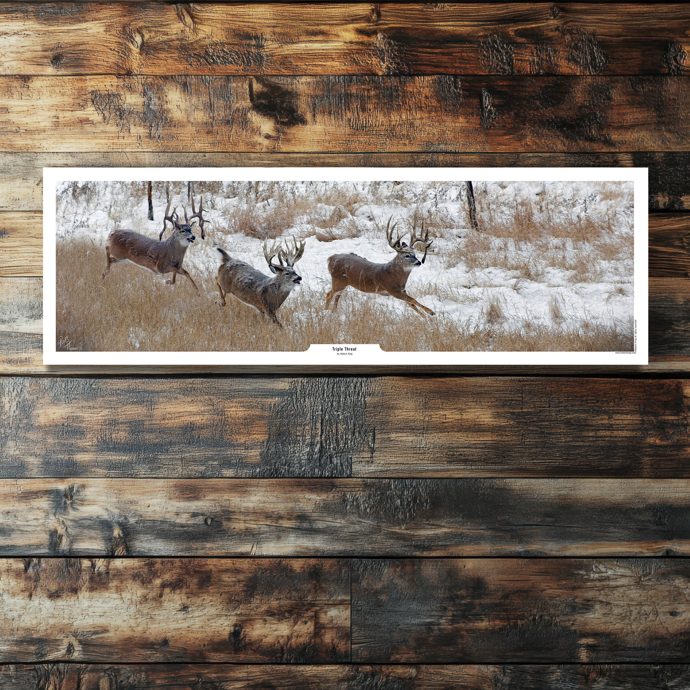 Triple Threat Whitetail Deer Print