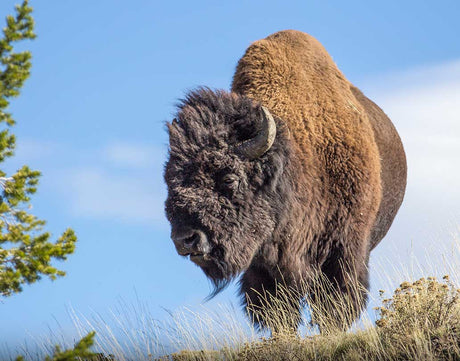 Wildlife Calendars