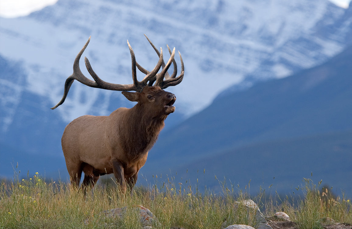 Bull Elk