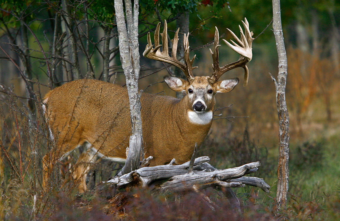Whitetail Deer