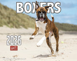 2026 Boxer Dogs Wall Calendar