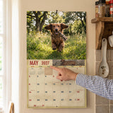 2027 Dachshund Wall Calendar – 16-Month Photography