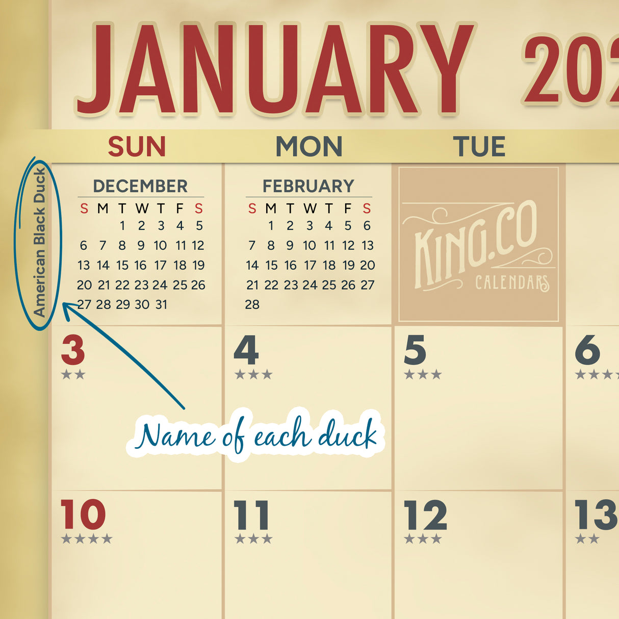 2027 Ducks Wall Calendar – 16-Month Waterfowl Photography