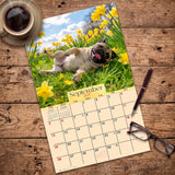 2027 Pugs Wall Calendar – 16-Month Dog Photography