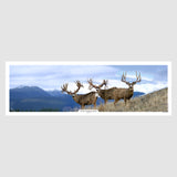 The Good The Bad and The Ugly Mule Deer Print